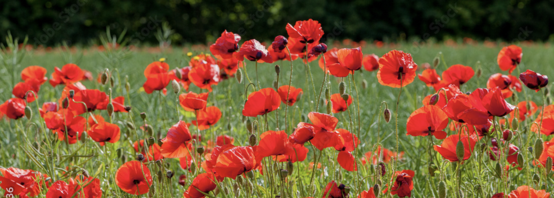 Remembrance, Memories and Honouring those who have died.